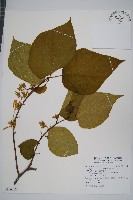 華八角楓藏品圖，第1張