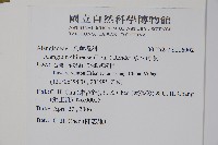 華八角楓藏品圖，第2張