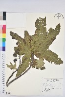 蓖麻藏品圖，第1張