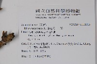 木蠟樹、山漆藏品圖，第2張