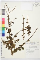 刺蒴麻藏品圖，第1張