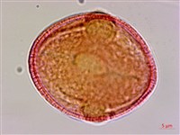 山麻、長蒴黃麻、埃及國王菜藏品圖，第1張
