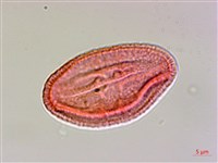 山麻、長蒴黃麻、埃及國王菜藏品圖，第2張