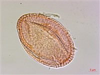 山麻、長蒴黃麻、埃及國王菜藏品圖，第3張