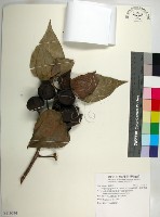 繖楊、截萼黃槿藏品圖，第1張