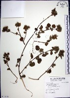 圓葉金午時花藏品圖，第1張