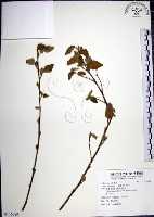 圓葉金午時花藏品圖，第1張