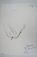 細葉蘭花參藏品圖，第1張