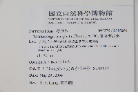 細葉蘭花參藏品圖，第2張