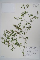 爵床藏品圖，第1張