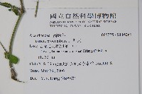 爵床藏品圖，第2張