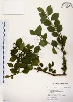 灰木藏品圖，第1張