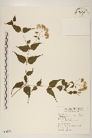 田代氏澤蘭藏品圖，第1張