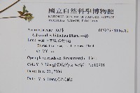 牛膝藏品圖，第2張