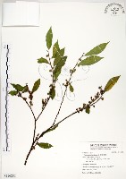 菲律賓榕藏品圖，第1張