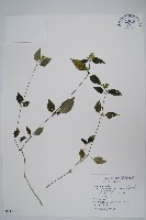 九頭獅子草藏品圖，第1張