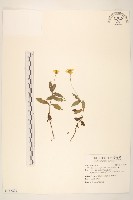 蟛蜞菊藏品圖，第1張