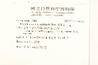 蟛蜞菊藏品圖，第2張