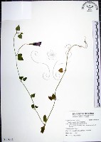 倒地蜈蚣藏品圖，第1張