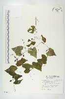 黑果馬交兒藏品圖，第1張