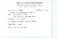 珠芽佛甲草藏品圖，第2張