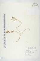 小萼佛甲草藏品圖，第1張