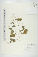 露珠碎米薺藏品圖，第1張