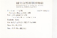 露珠碎米薺藏品圖，第2張