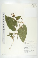 斑花青牛膽藏品圖，第1張