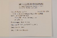 阿里山繁縷藏品圖，第2張