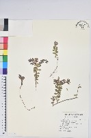 高山白珠樹藏品圖，第1張