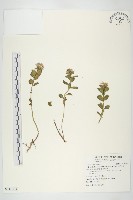 穗花八寶藏品圖，第1張