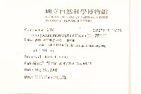 玉山薄雪草藏品圖，第2張