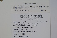 樺葉莢迷、玉山莢迷藏品圖，第2張