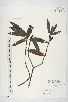 桃葉珊瑚藏品圖，第1張