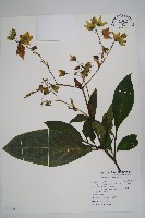 假酸漿藏品圖，第1張