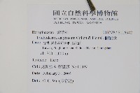 假酸漿藏品圖，第2張