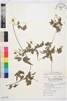 臺灣鐵線蓮藏品圖，第1張