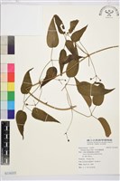 亨利氏鐵線蓮藏品圖，第1張