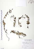 玉山水苦賈藏品圖，第1張