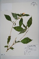 黃花鳳仙花藏品圖，第1張