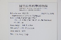 黃花鳳仙花藏品圖，第2張