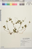 鹿場毛茛藏品圖，第1張