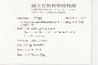 台灣筷子芥藏品圖，第5張