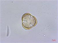 台灣筷子芥藏品圖，第2張