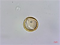 台灣筷子芥藏品圖，第3張