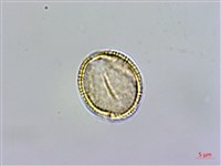 台灣筷子芥藏品圖，第4張