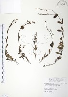 玉山水苦賈藏品圖，第1張