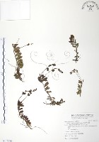 玉山水苦賈藏品圖，第1張