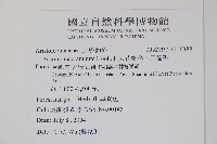 大花細辛、馬蹄香藏品圖，第2張